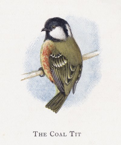 The Coal Tit  by Alexander Francis Lydon